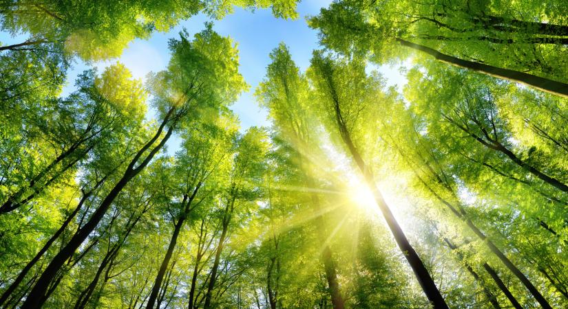 Az év fája a bükk, erdeiben feltöltődhetünk energiával