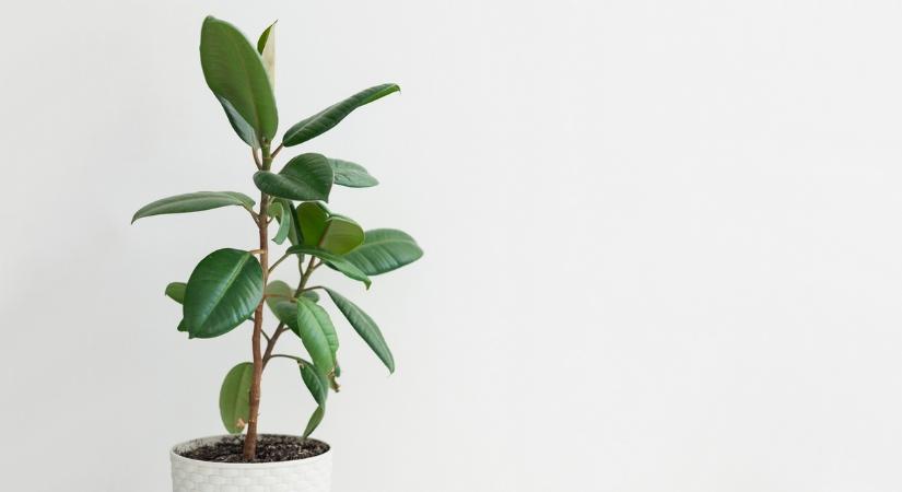 Szobafikusz (Ficus elastica) gondozása és szaporítása – Útmutató