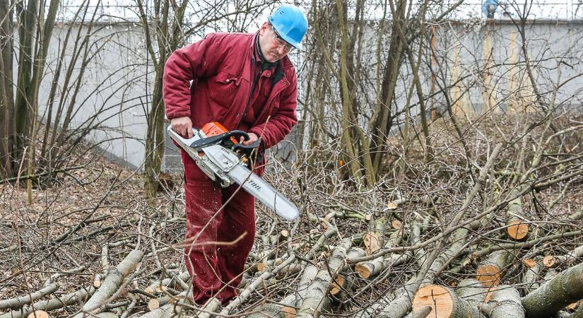 Csak a szokásos: újabb jelentős fakivágásra készülnek Pécsen