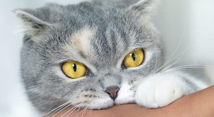 A macska harapása nagyon veszélyes: halálos fertőzést is okozhat