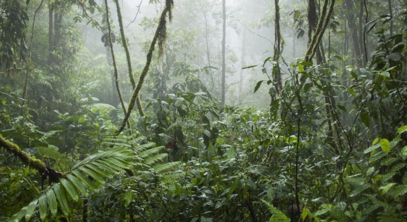 Száz éve kihaltnak hitt állatot találtak a dzsungel mélyén