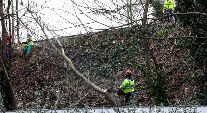 Már vágják a fákat a Déli Körvasút építése miatt – fotók
