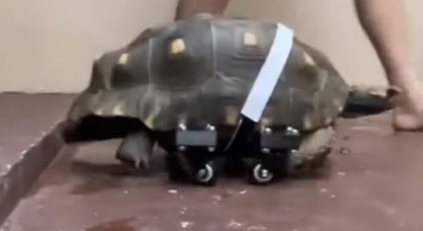 3D-nyomtatott kerekeket kapott, így újra tud közlekedni Filó, a 25 éves szenes teknős