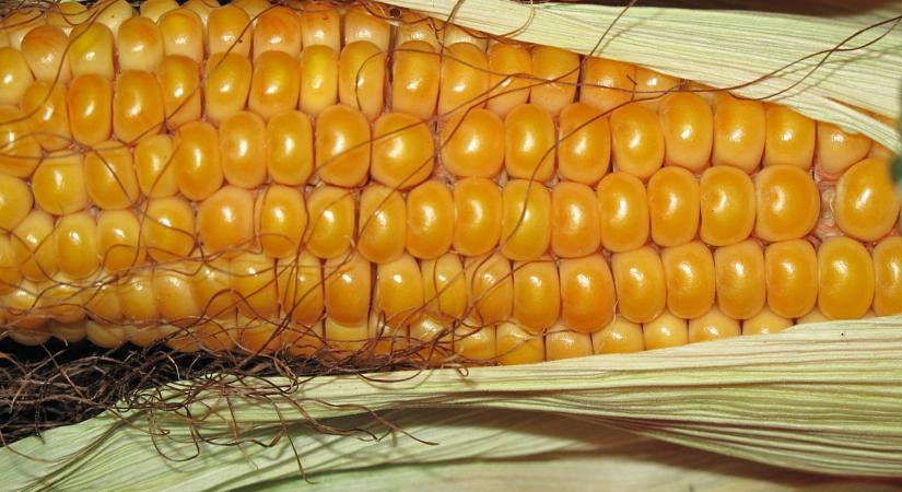 A kukorica és a szójabab több éves mélypontról drágult