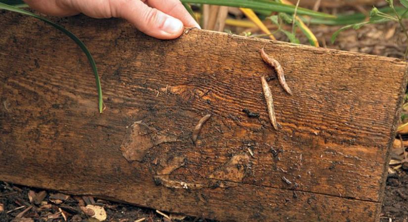 Jó módszer lehet a meztelencsigák ellen a talaj fertőtlenítése?