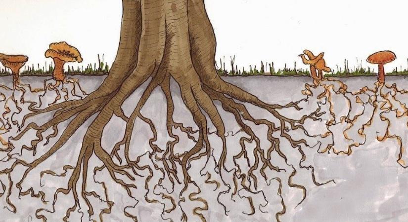 A füge és a Mikorrhiza gomba szimbiózisa – biokertészkedés
