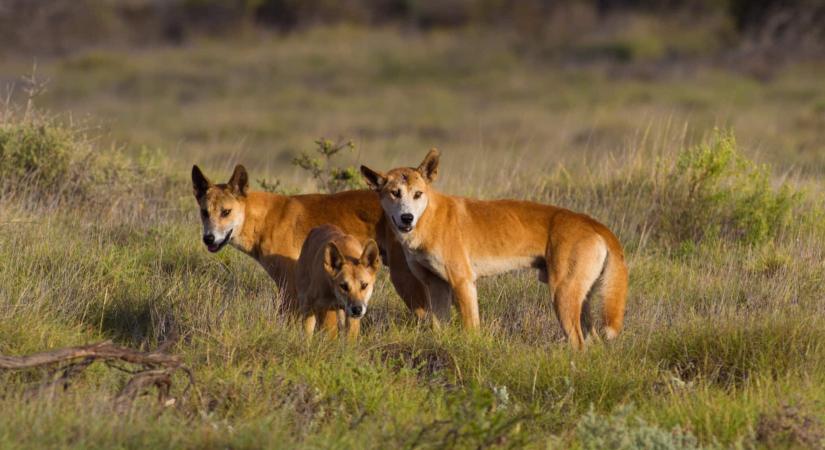 A merész turisták miatt kell elaltatni egyre több vadon élő dingót