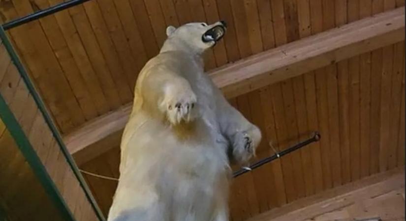 Rejtély, hogyan tudták ellopni ezt az irdatlan nagy kitömött jegesmedvét