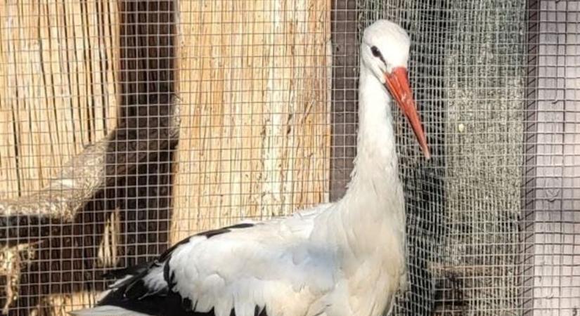 Röpképtelen gólyát gondoznak a mályi madármentők