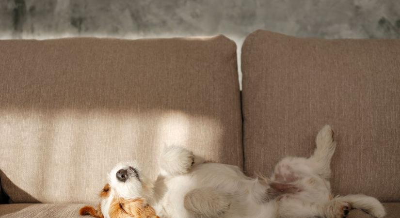 Kutyaszőrös a kanapéd? Így tüntesd gyorsan el