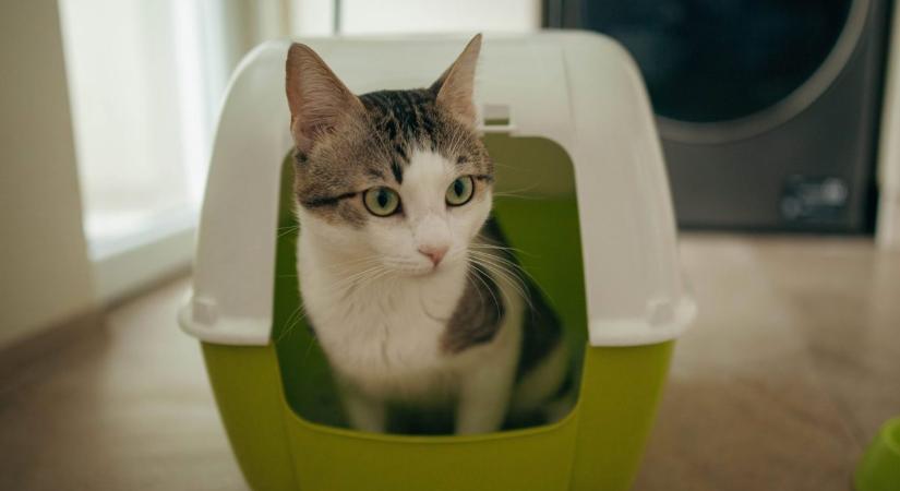 Mit tehetsz, ha a macskád nem vécézik? Ezek lehetnek az okai