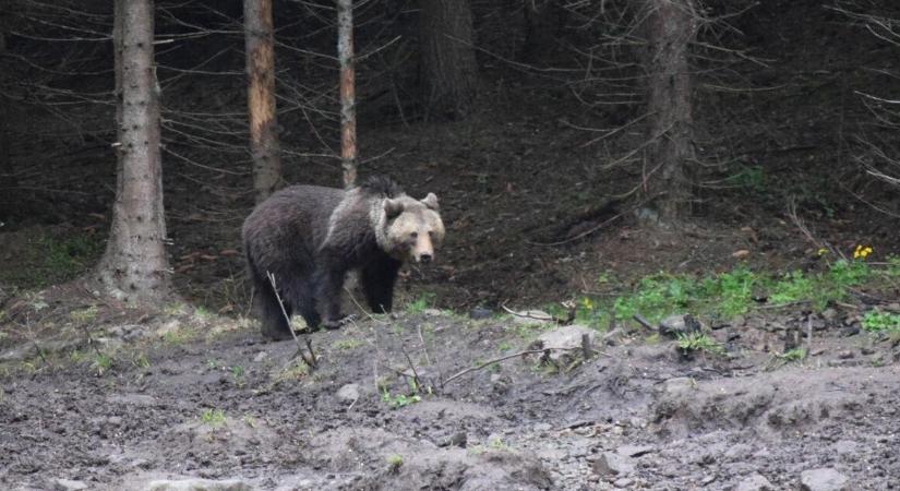 Több száz alkalommal űztek el medvét a Hargita megyei településekről a csendőrök