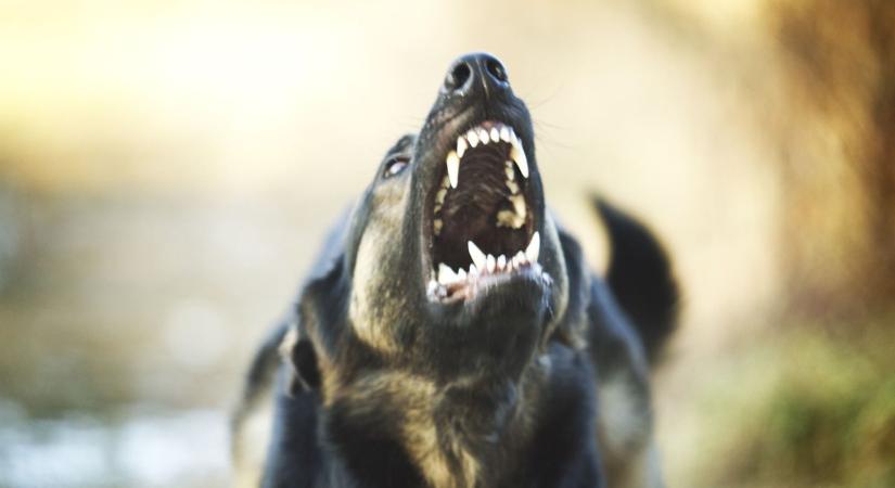Felkavaró videón a brutális rudabányai kutyatámadás