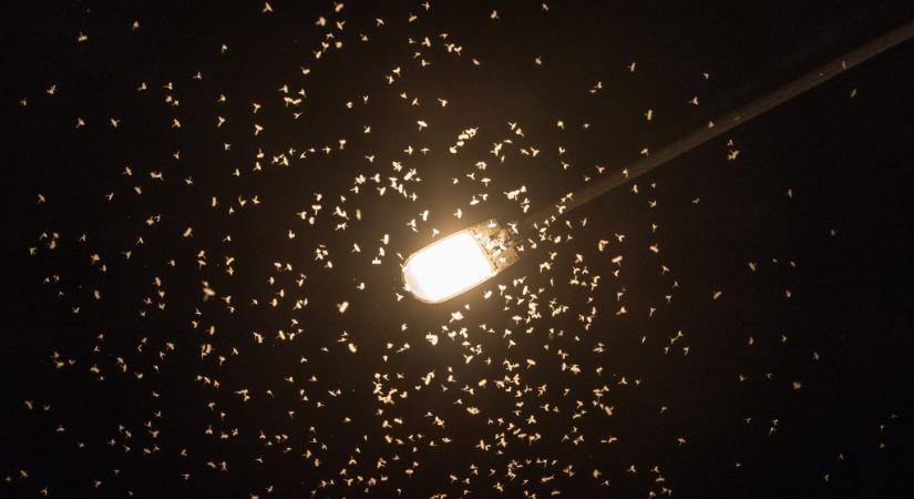 Miért vonzódnak a rovarok a lámpafényhez?