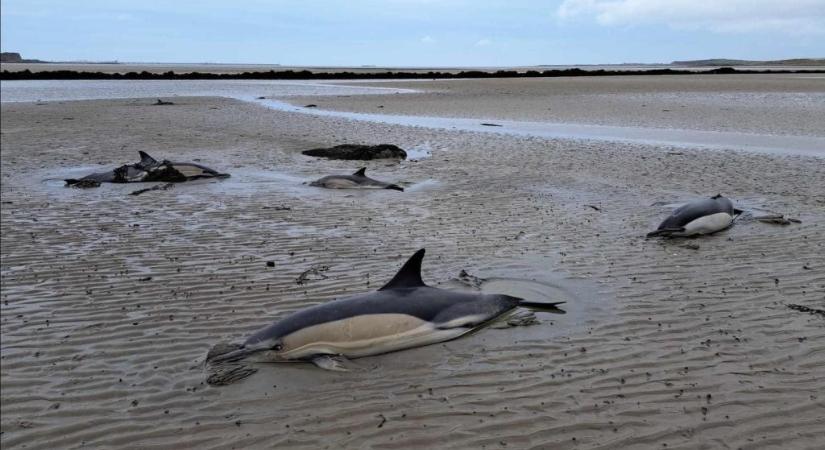 Öt delfin sodort partra a tenger