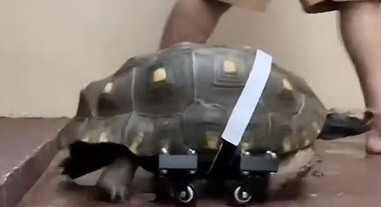 A 3D nyomtatásnak köszönhetően újra tud önállóan járni egy teknős