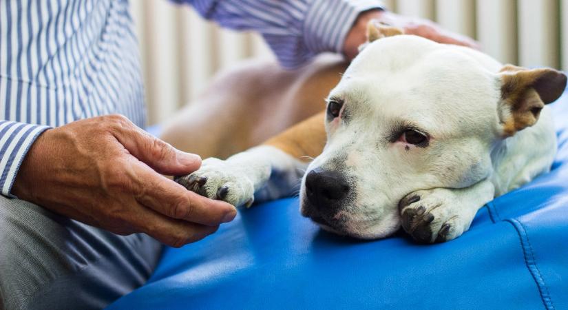 Penészmérgezés a kutyáknál: ezek a tünetei
