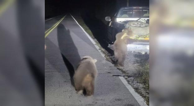 Alaszkai medvebocsok kóboroltak egy út szélén Floridában - videó
