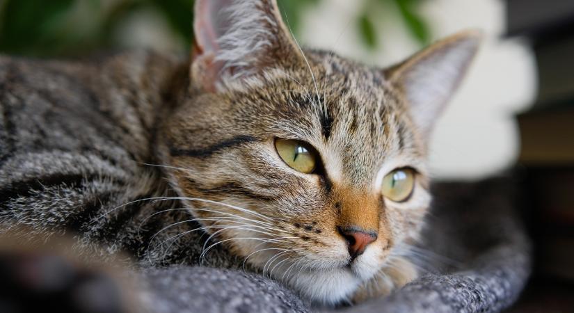 Álvemhesség a macskáknál: így küszöbölheted ki