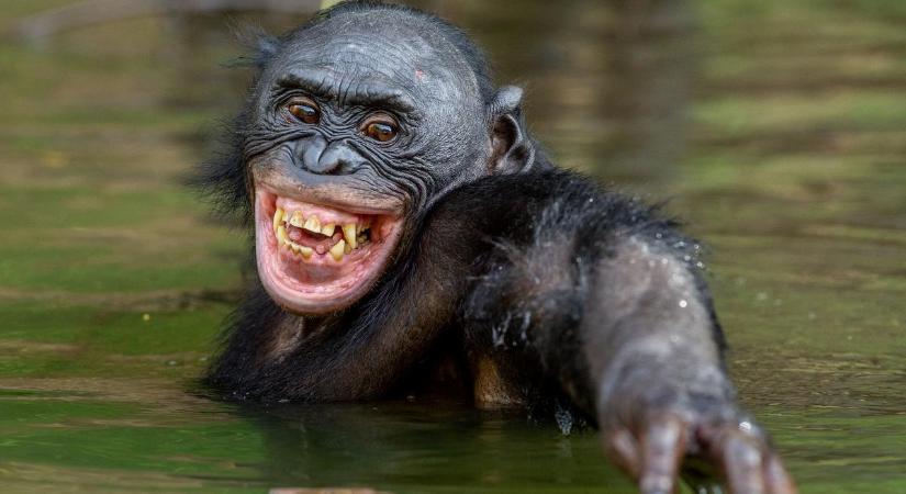 Igazságtalanság: Az ember egy csomó zsírt kapott, a szőrt meg elvették tőle, a majmok bezzeg jól jártak - íme a vízimajom elmélet
