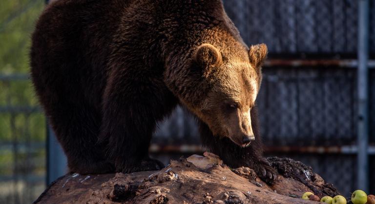 Feszülten figyeljük a medvéket, de nélkülük is kiderül, mit tartogat még a tél