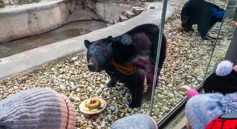 Medveles a Veszprémi Állatkertben: jöttek, láttak, visszamennének