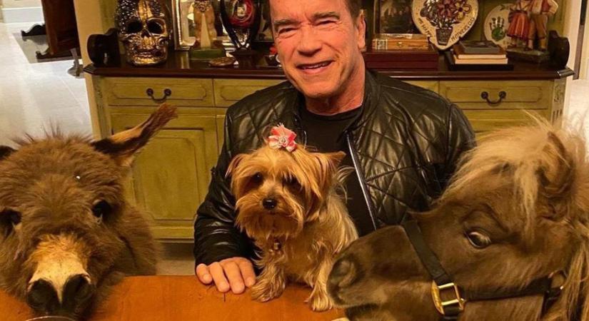 Arnold Schwarzenegger ugyanazzal eteti az unokáit, mint a háziállatait