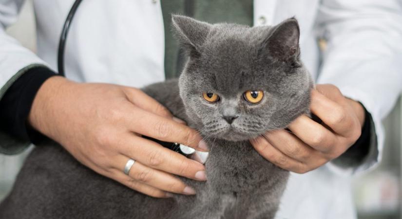 Milyen oltás elengedhetetlen a macska számára? Állatorvost kérdeztünk