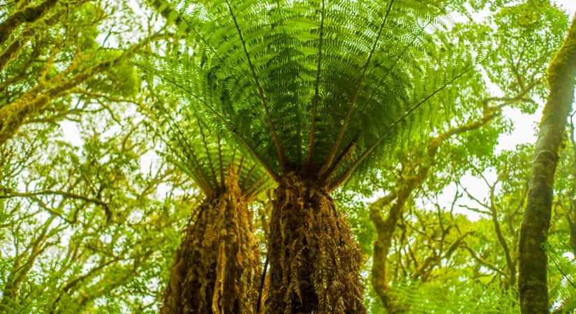 Zombinövényt találtak Panamában