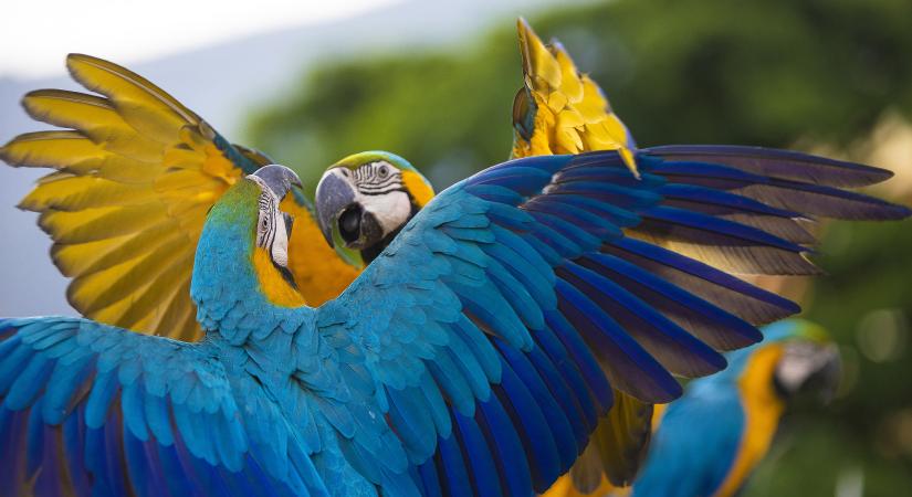 Beszélő papagáj mentett meg egy nyelvet a teljes kihalástól