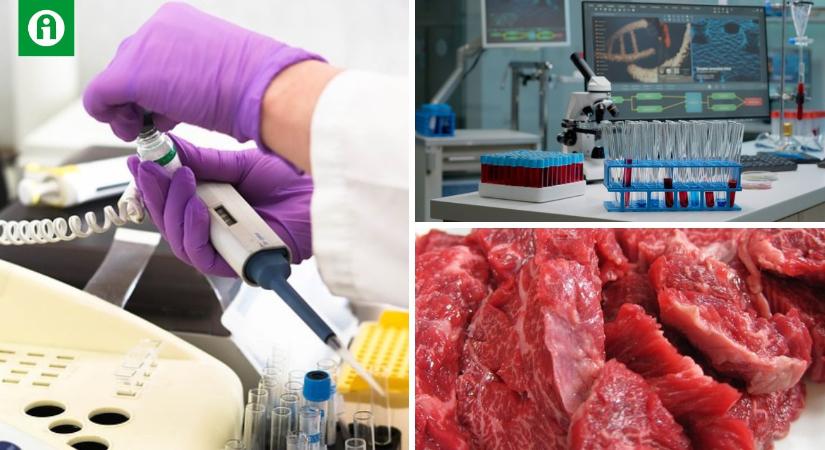 Új módszer teheti megfizethetőbbé a laboratóriumban termesztett húsokat