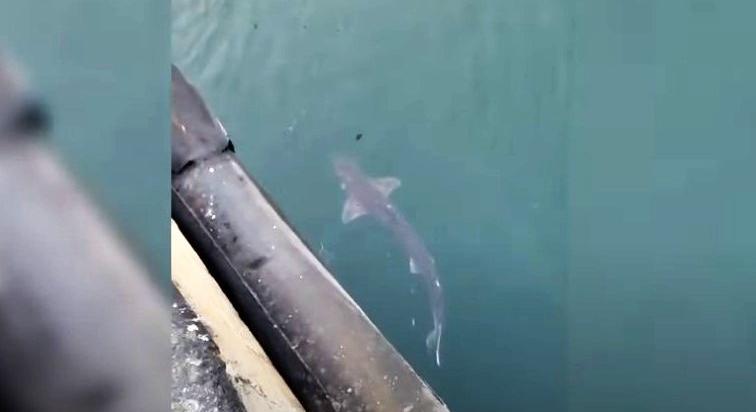 Cápát filmeztek le egy konstancai kikötőben – videóval