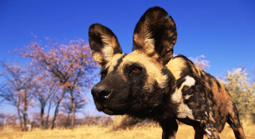 Vadak de cukik: videón a vadkutyák és egy látogató kutyus találkozása