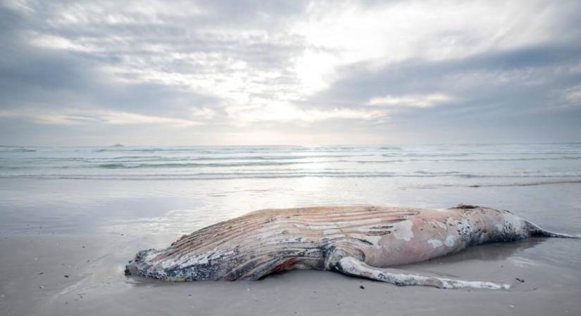 Arc nélküli tengeri szörny bukkant fel a parton - Soha nem látott teremtményt fedezett fel egy járókelő