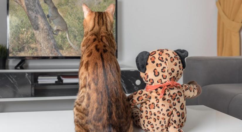 Szabad egy macskának tv-t nézni? Ezzel árthatsz neki