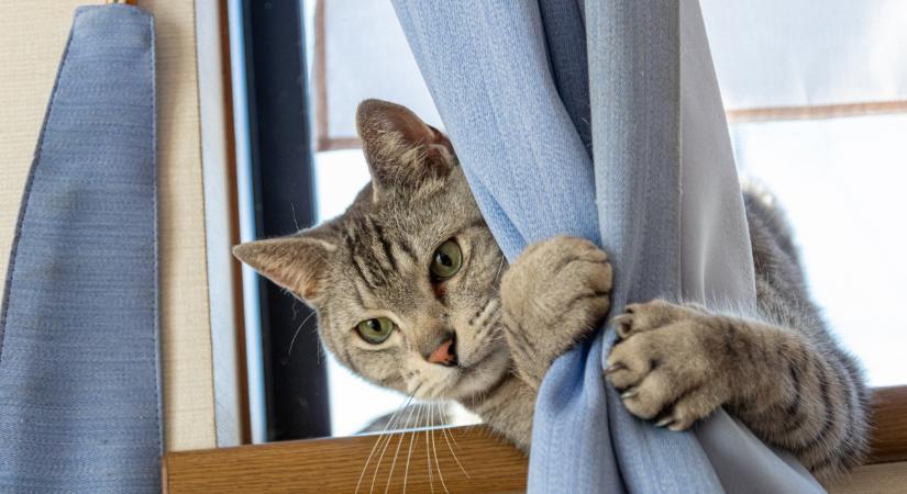 Így szoktasd le a macskádat, hogy a függönyre másszon