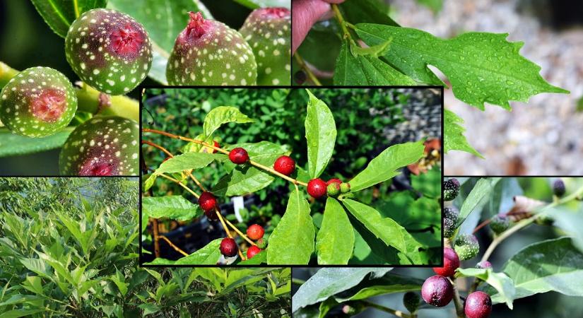 Karácsonyi füge (Ficus gasparriniana var. laceratifolia) – hallottál már róla?