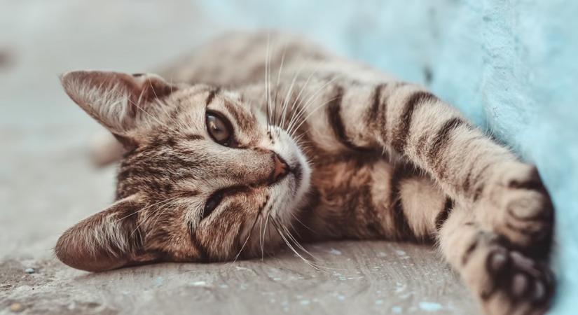 Macskaivartalanítási kampányt hirdetett egy állatmenhely a Valentin nap alkalmából