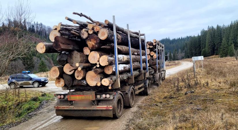 Közel 3 ezer köbméter lopott fát koboztak el tavaly Háromszéken