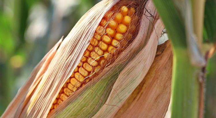 A leghatékonyabb gazdákat díjazta a Kukorica Kör Egyesület