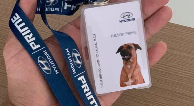 A szemünk előtt zajló marketingforradalom: kóbor kutyából lett értékesítő egy brazil autószalonban