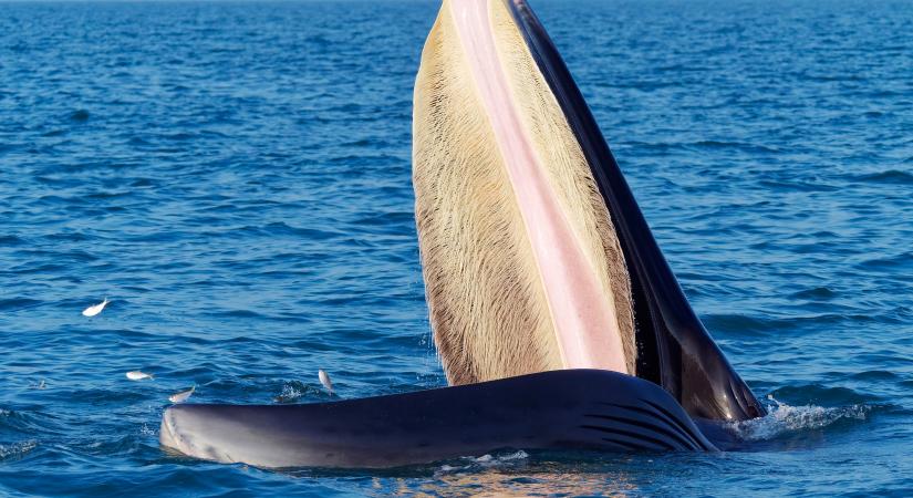 Több ezer éves bálnacsontvázat találtak Thaiföld partjainál