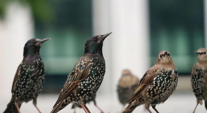 Elpusztult madarak tetemei hevertek a belvárosban Szekszárdon