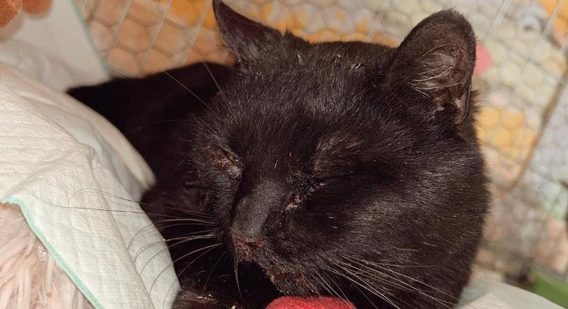 Ácsi cicamentő faragott újra macskát az elütött Oreóból fotók