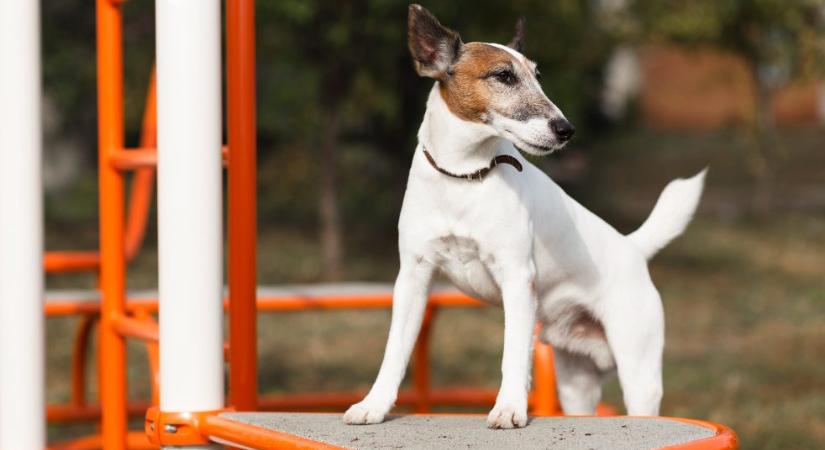 ,,Önmagunkat is megismerhetjük, ha kutyát tartunk” – Korom Gábor és csapata a kölyökkutyásoknak fejlesztett online tanfolyamot