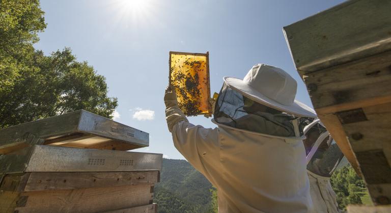 Különleges módszert dolgoztak ki a magyarok a mézhamísítás kiszűrésére