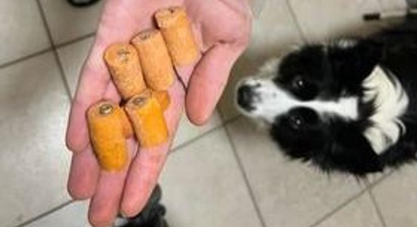 Rettegnek az állattartók Letkésen - szöges virslivel támadják a helyi kutyákat
