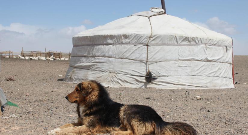 Megszületett az első mongol állatvédelmi törvény