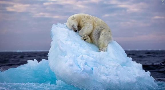 Egy alvó jegesmedve ámulatba ejtette a világot