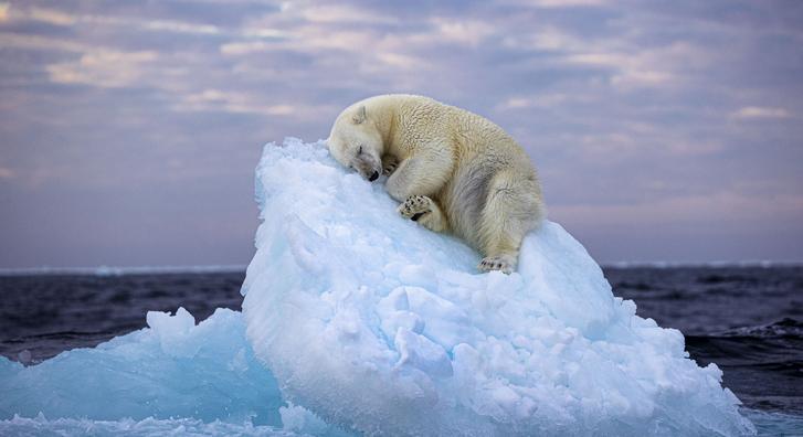 Jéghegyen szendergő jegesmedvét ábrázol az év természetfotója